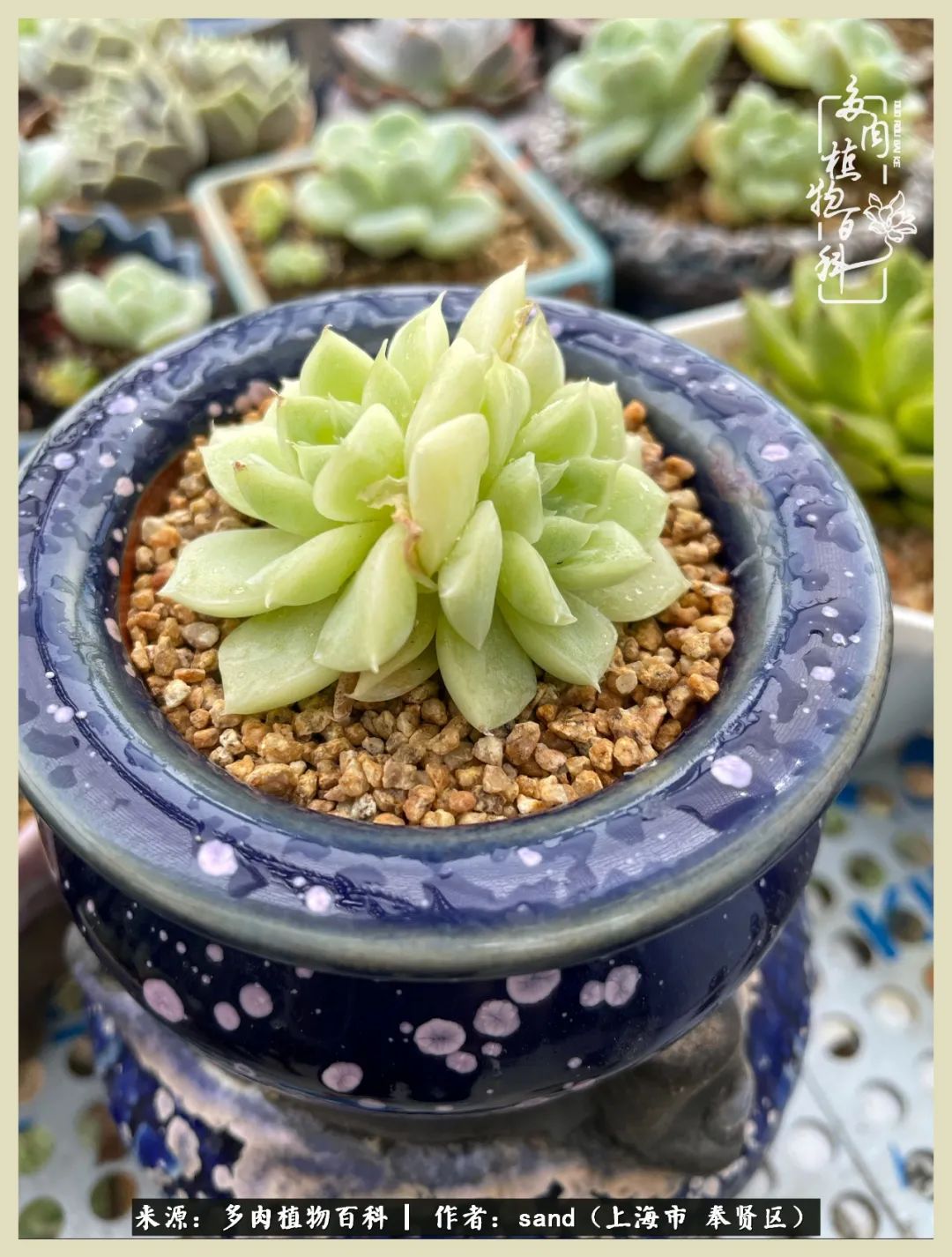 多肉怎么度过三伏天,多肉在三伏天怎么度夏