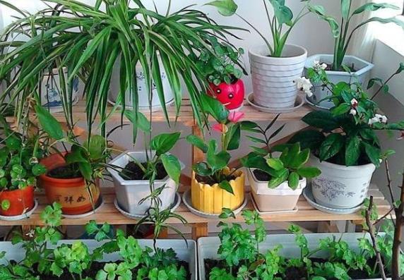 花盆有蚂蚁怎样消灭不伤植物,怎样防蚂蚁啃植物