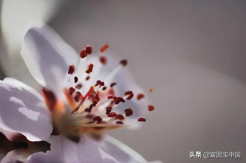 桃花怎么拍才好看,桃花怎么拍摄才能出新意