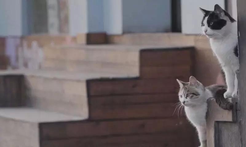 武汉开锁匠上门喂猫外卖员,武汉开锁师傅24小时上门电话