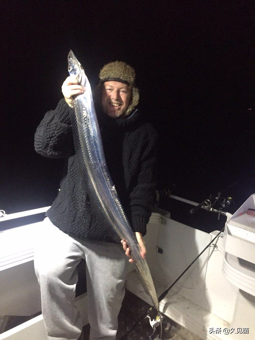 带鱼为什么会活不长呢图片,带鱼为什么出水就活不了