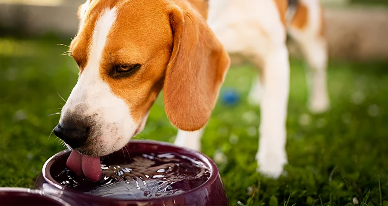 狗吃多了猪肝会得糖尿病吗,狗也会得甲亢吗