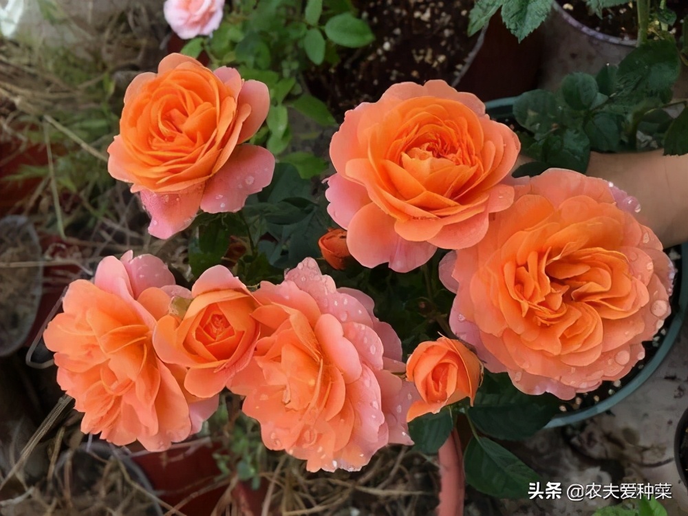 最好看的几种月季花,哪种月季花好养也好看