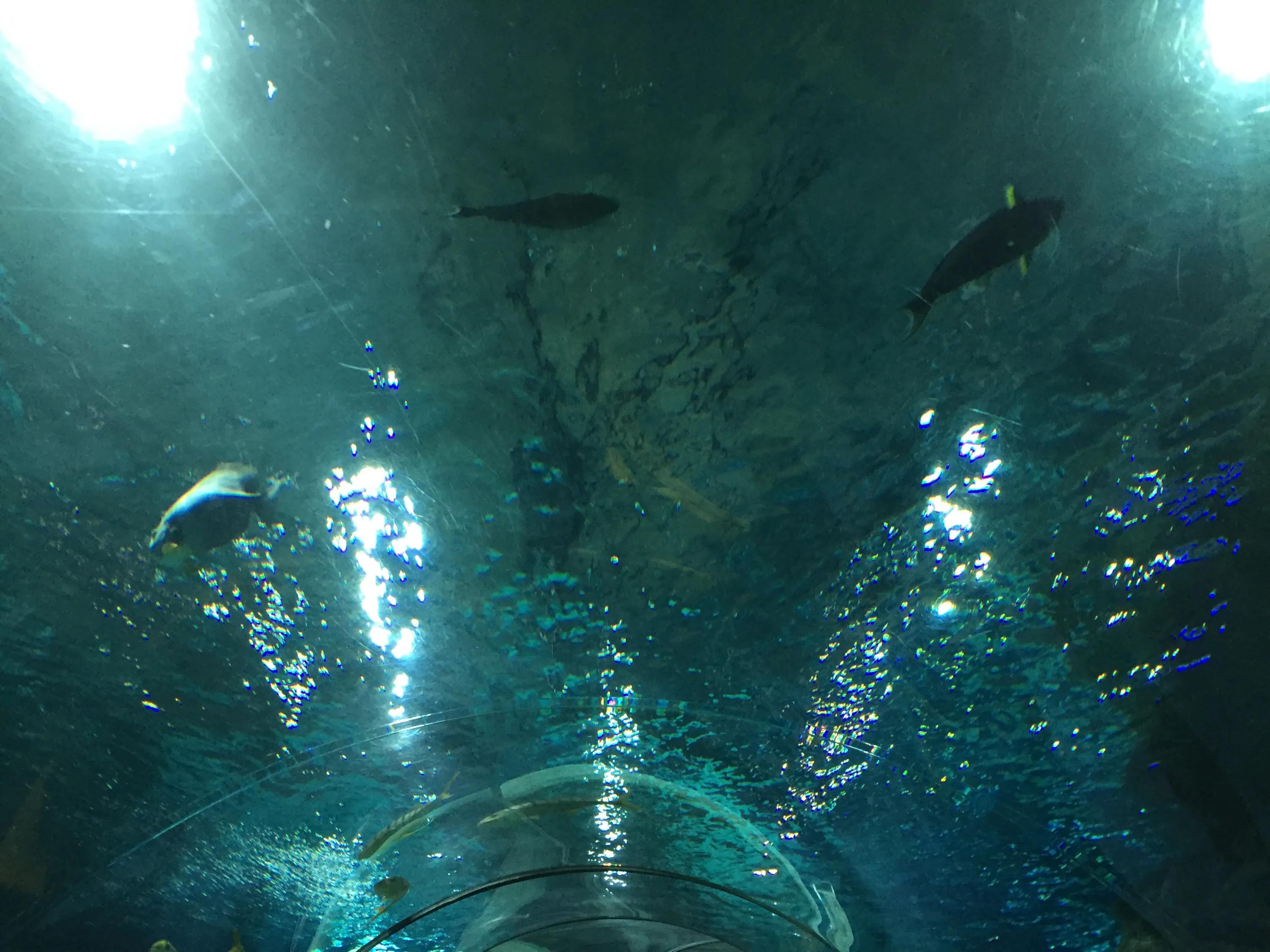 富国海底世界京津冀,富国海底世界门票京津冀卡优惠