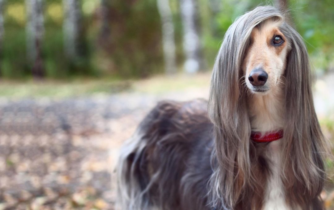 10种非常厉害的狗,最受欢迎的六种大型犬