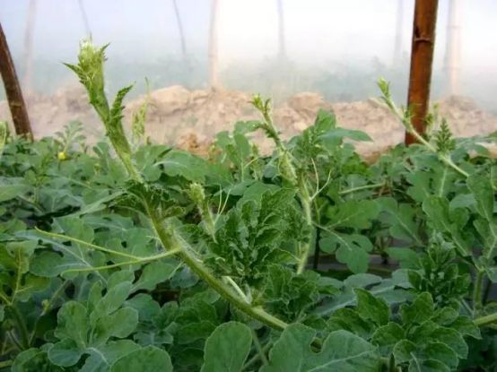 西瓜开花结果期不坐果怎么办,西瓜出现裂果的原因