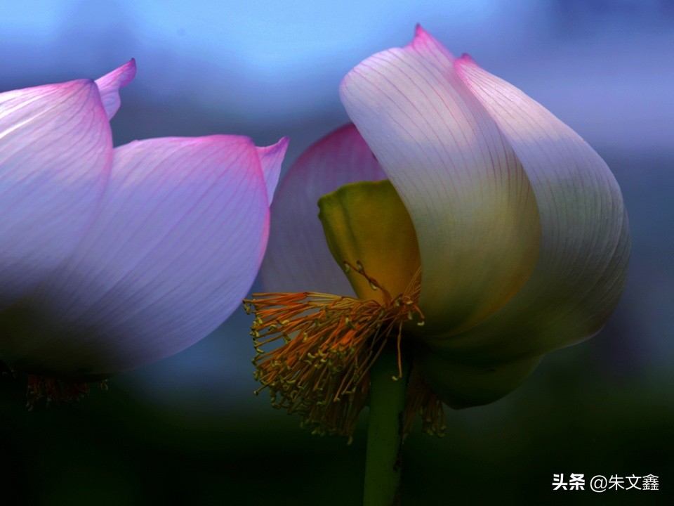 芜湖赏荷花,芜湖赏荷花好去处推荐