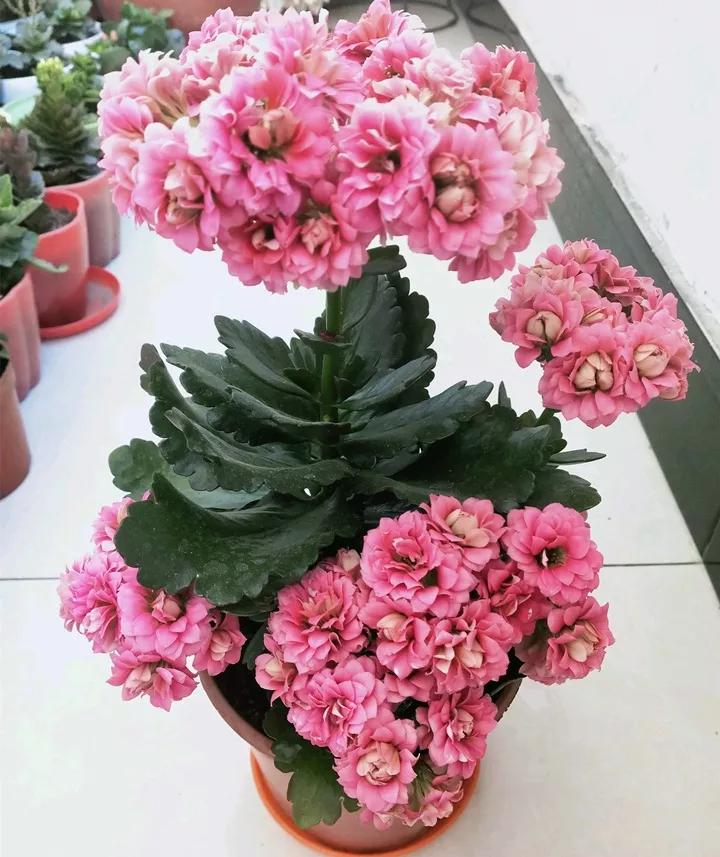 长寿花，寓意好、开花漂亮，花期长，品种多达300个