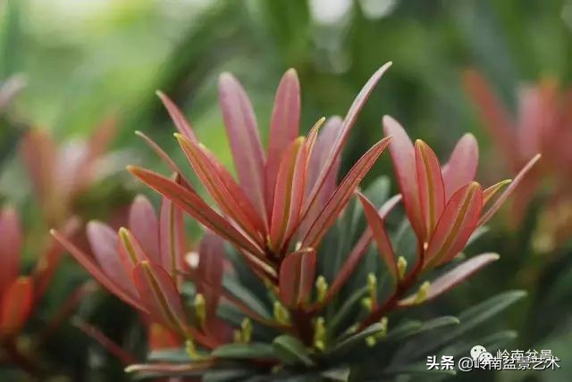 旺财罗汉松,罗汉松招财还是挡煞