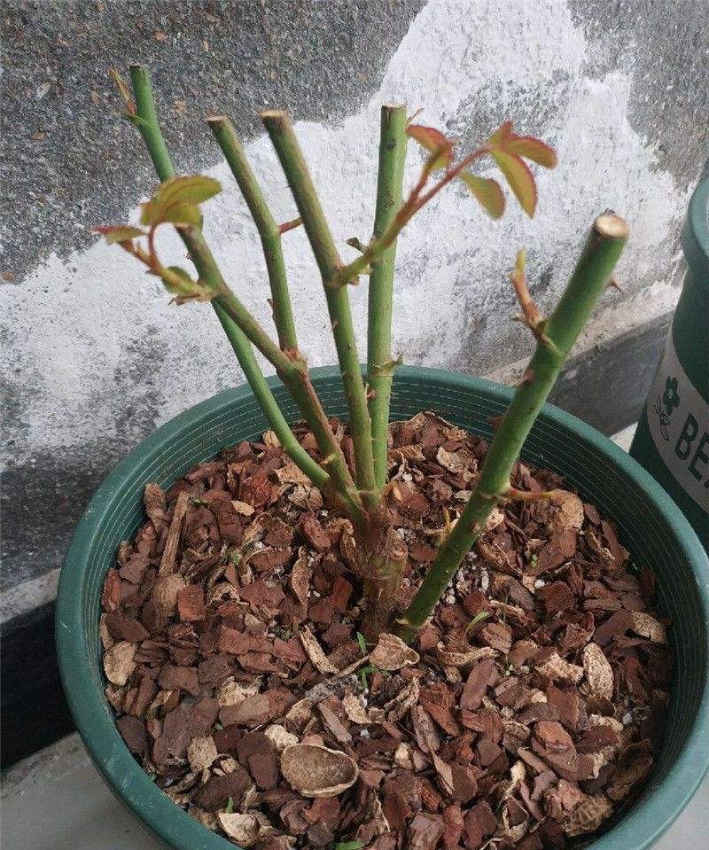 养月季，有6个“技巧”，花苞常常有，成开花机器，开花不停