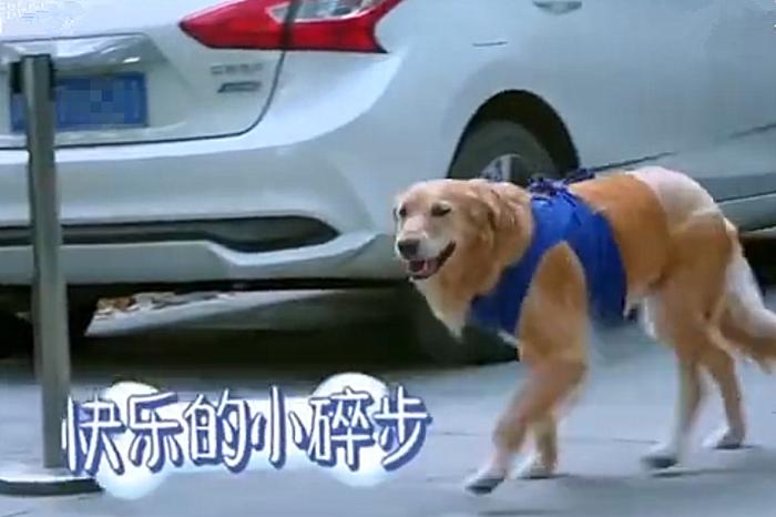 金毛一次生8只小狗,金毛一年生几胎一胎生几个