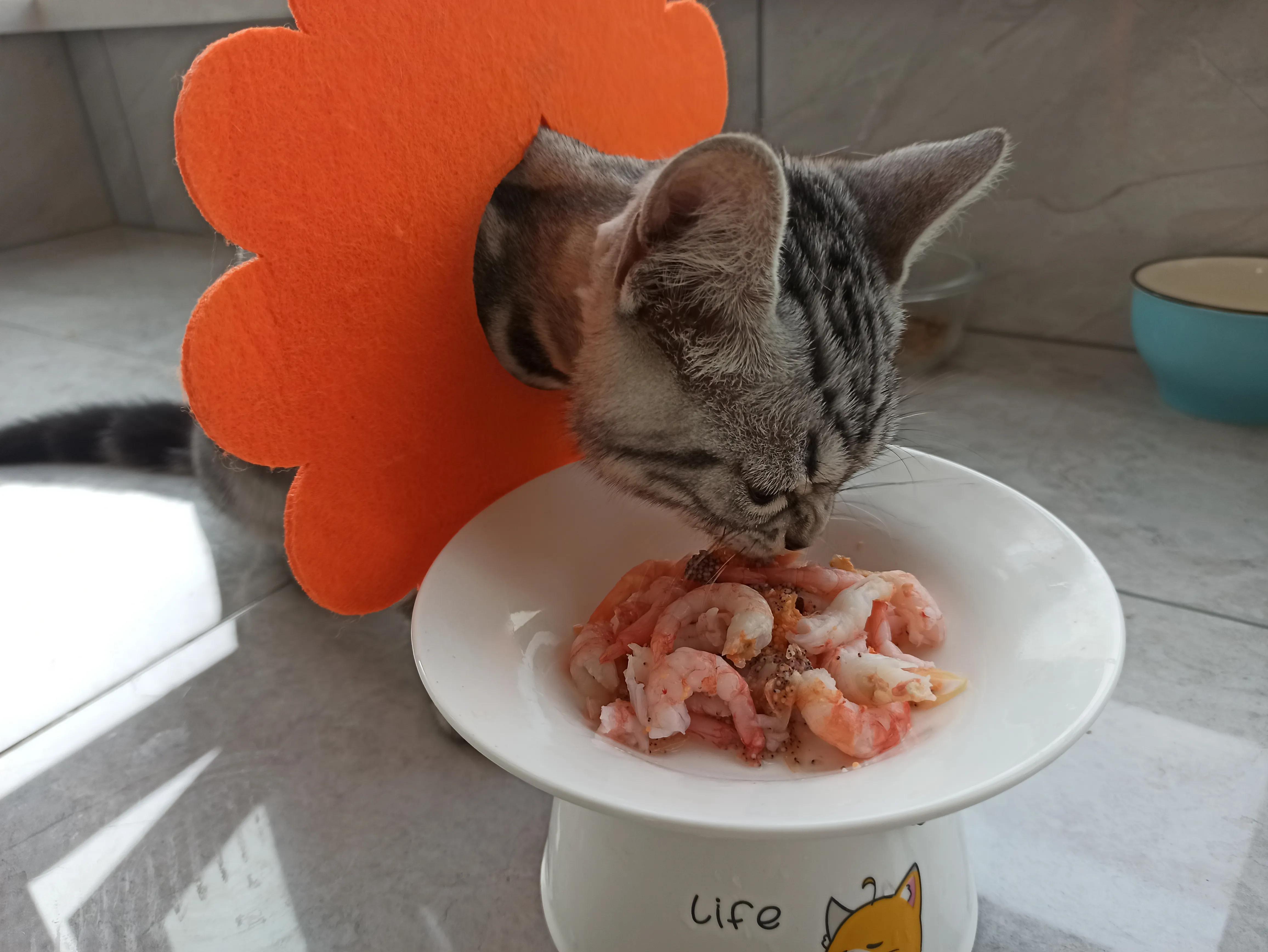 猫癣治愈的过程,猫癣的治疗全过程