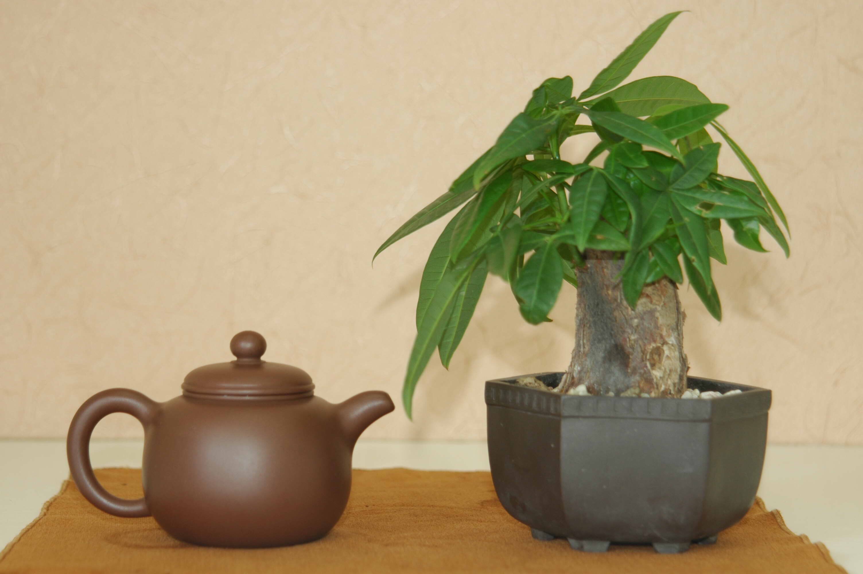 发财树黄叶多严重怎么处理,发财树黄叶怎么补救最佳方法