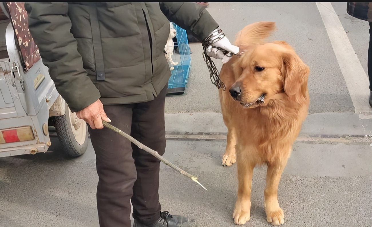 经常打狗狗会有这些后果,经常打狗狗好不好呀