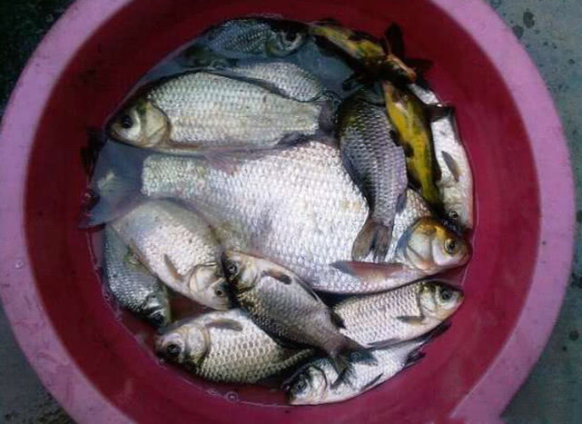 鲜嫩入味的清蒸鱼,肉质紧实的清蒸鱼有哪些