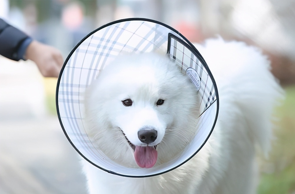 狗狗长癣怎么治疗最有效,狗狗身上有癣买什么药