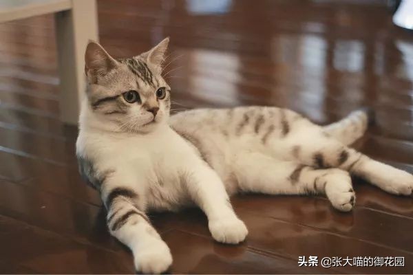多猫家庭猫咪挑食该如何解决,猫咪挑食瘦怎么养胖