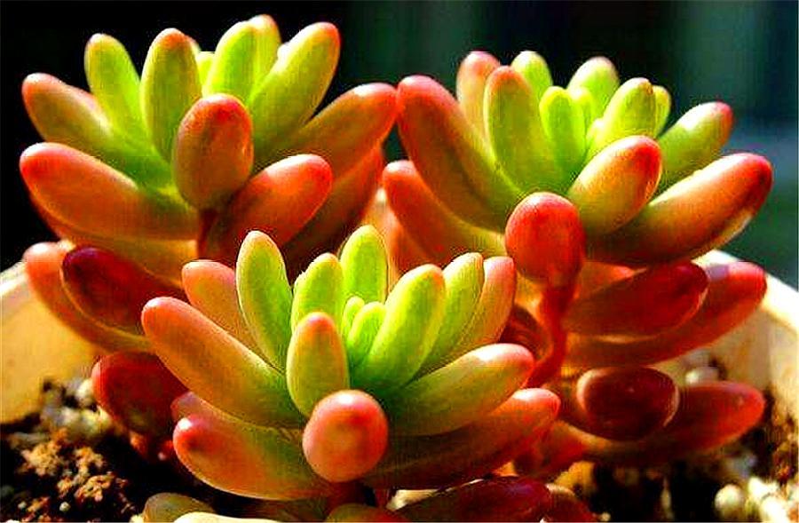 立春了，养多肉虹之玉要做好“4个增加”，新叶蹭蹭长，饱满圆润