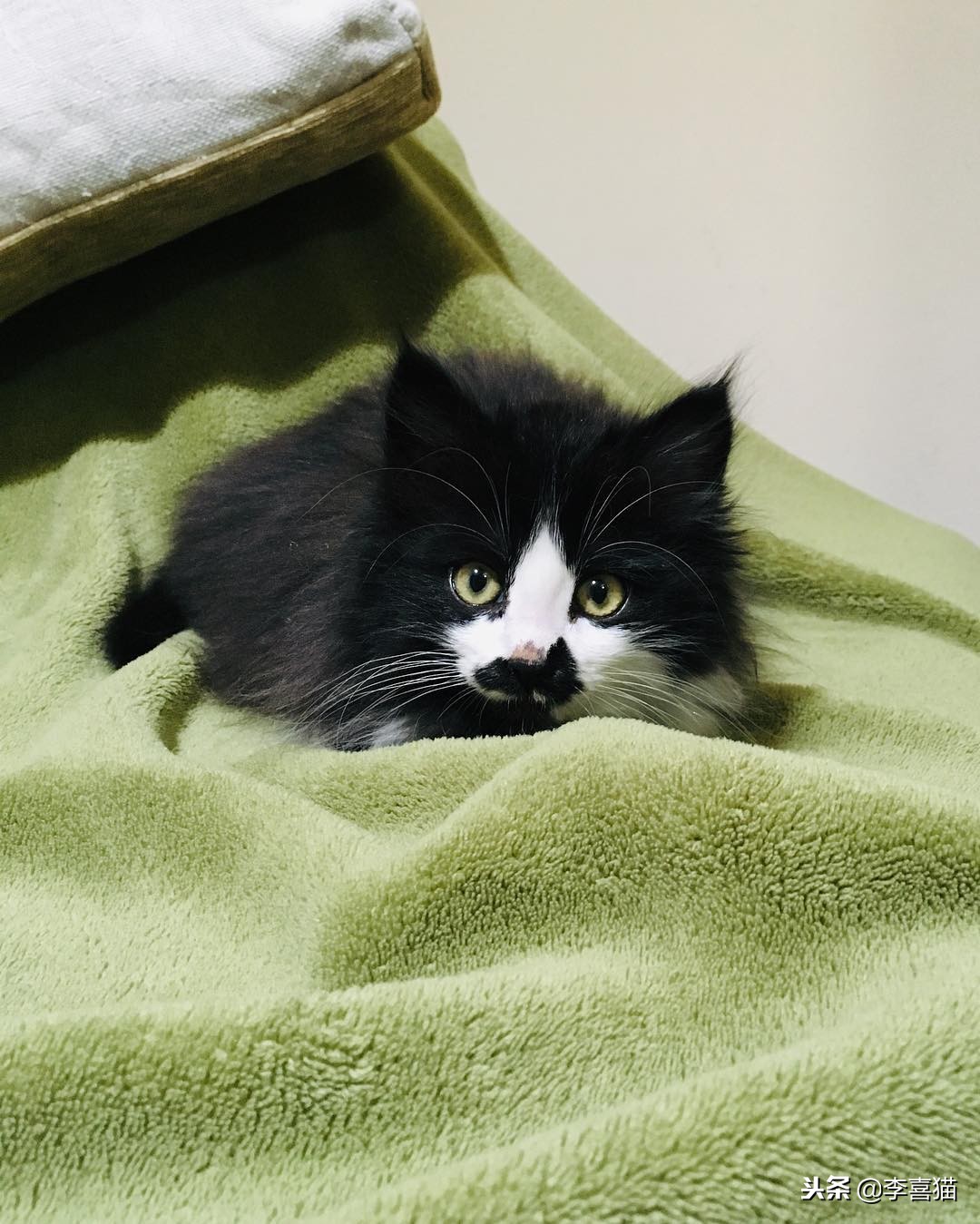 幼猫的各种叫声代表什么,幼猫的叫声越来越微弱是什么征兆