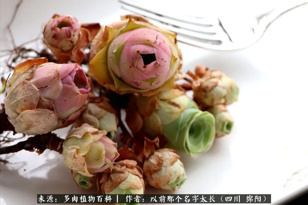 山地玫瑰夏天,夏季的山地玫瑰