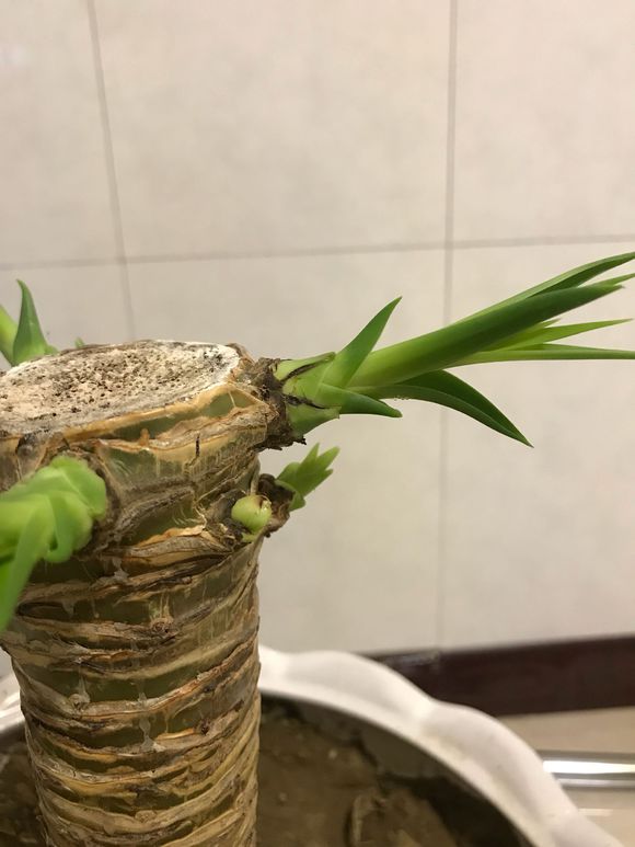 怎样能让龙血树多发杈,怎样让龙血树长侧枝