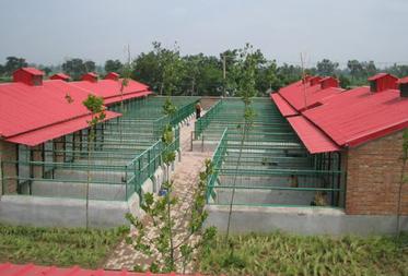 巴哥犬多少钱一只法斗,想买一只成年巴哥犬