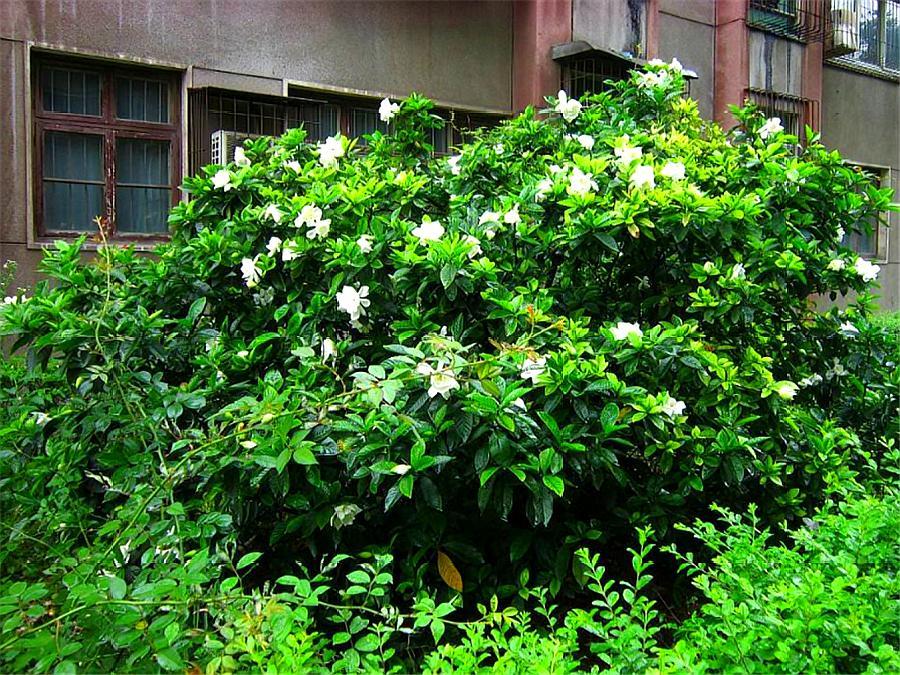 养爆栀子花的诀窍只需1个字,栀子花怎么养才不黄叶旺盛