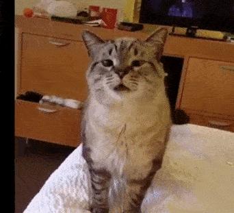 猫咪哪种打喷嚏情况需要关注,猫咪打喷嚏需要关注什么