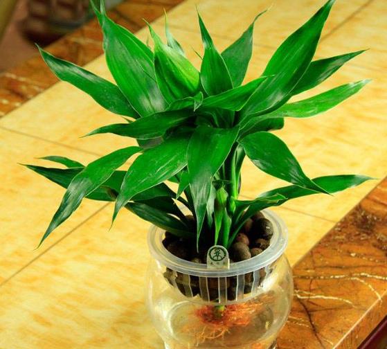 富贵竹叶片水养发黄怎么处理,富贵竹叶子发黄怎么办水养盆栽