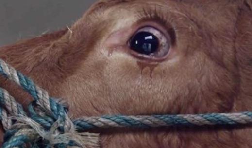 牛红眼病有哪些症状,养牛结膜炎早期症状