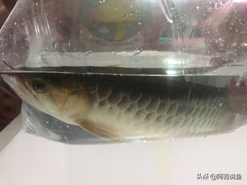 红龙蒙眼用什么药最好,红龙蒙眼很厉害怎么办