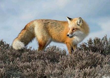 孩子总是无法独立怎么办？父母可用“狐狸法则”，懂得适当放手