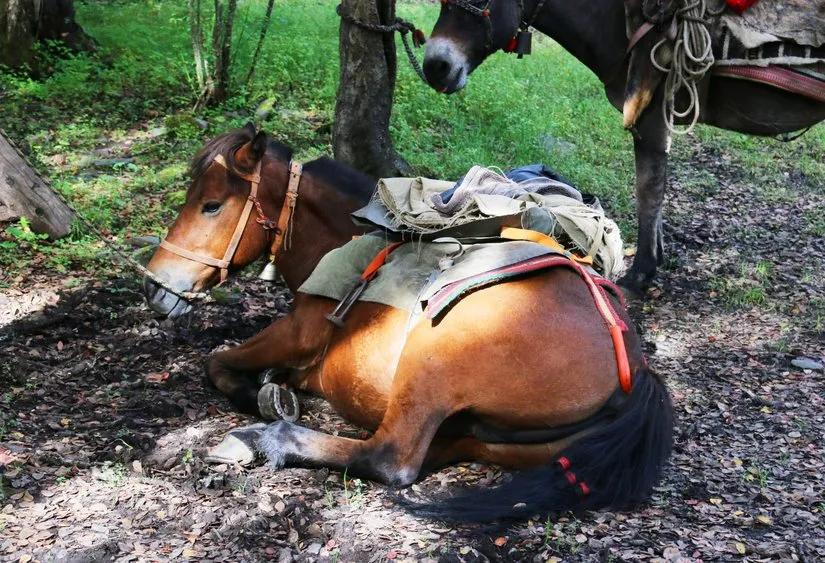 贡嘎山的徒步,贡嘎雪山大环线徒步游记