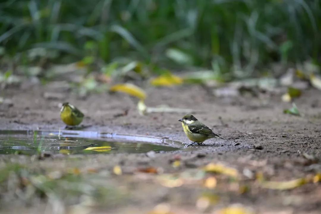 尼康无反相机z9价格,无机械快门相机