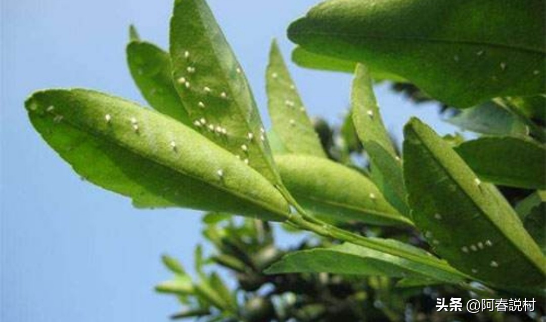 果树卷叶虫最佳防治方法,卷叶蚜虫怎么防治