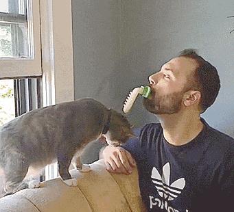 猫舔你是因为它把你当成小弟了吗,如果你家猫咪爱舔你这是什么表现