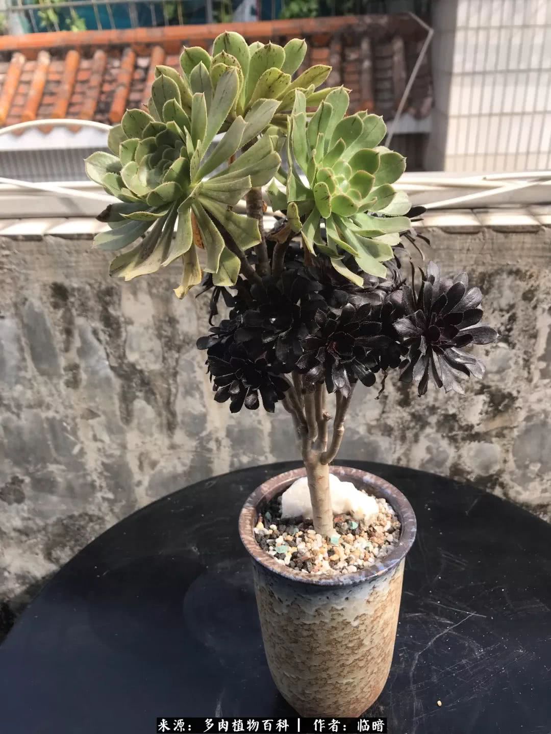 多肉带给我的感情,多肉给人们带什么作用