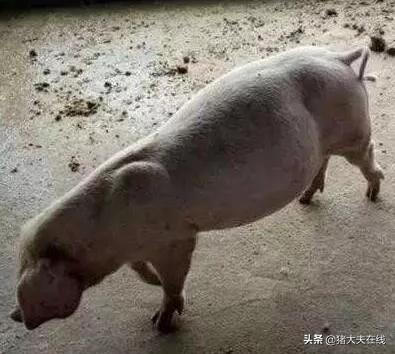 关于母猪胀气最全的综合防治，值得收藏！
