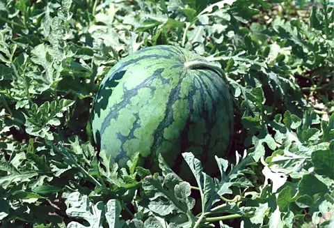 西瓜增甜最新技术,西瓜浇糖水能增甜吗