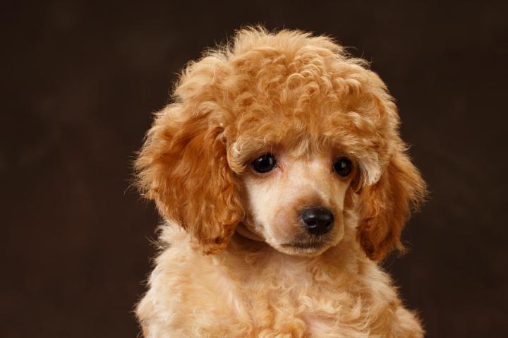 泰迪狗总出眼屎怎么办,泰迪狗很多眼屎怎么办