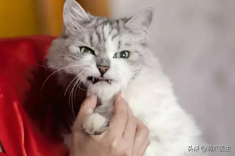 猫咪天天跑去喂鱼,猫咪不吃东西喝汤能喝饱吗
