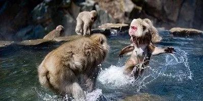 凶猛动物对决视频,凶猛野兽打斗场面