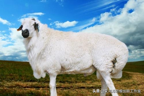 散养必须要消除公羊管理的三个误区！否则会降低种群质量，没效益