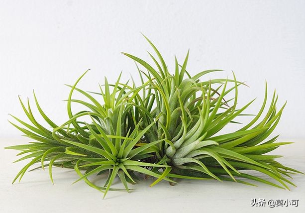 空气凤梨干枯如何救活,空气凤梨叶子尖干