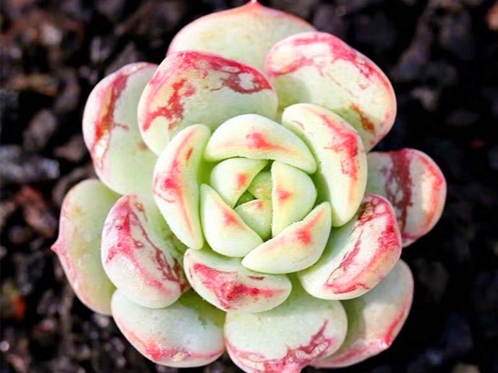 多肉怎么养不长高只长胖,多肉怎么养才能长胖