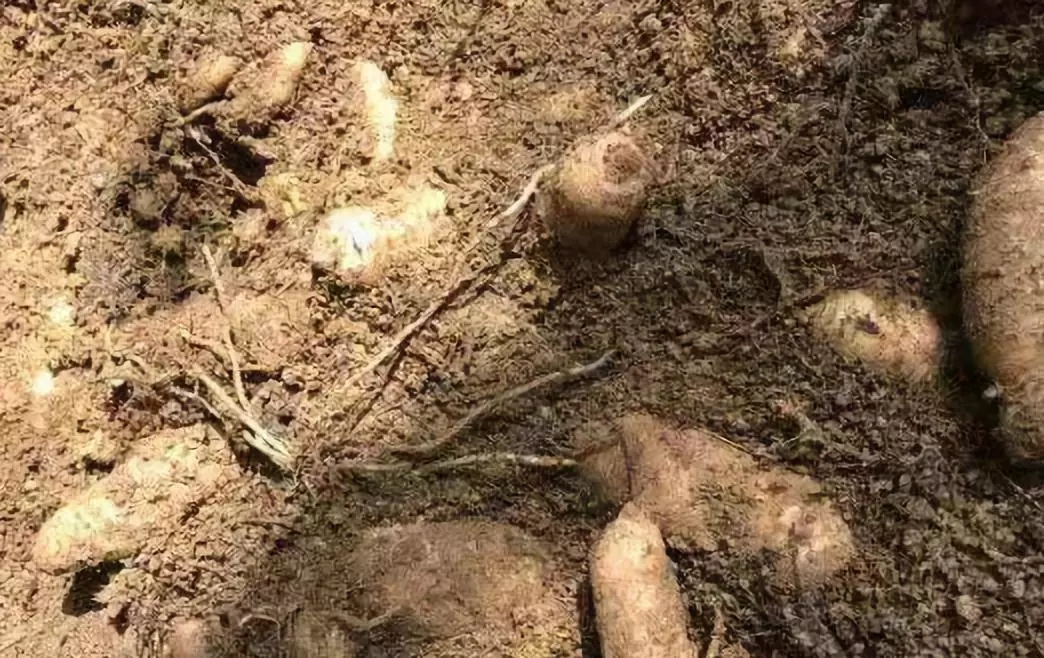 若你向往世外桃源，这个双旦来黔东南绝不后悔