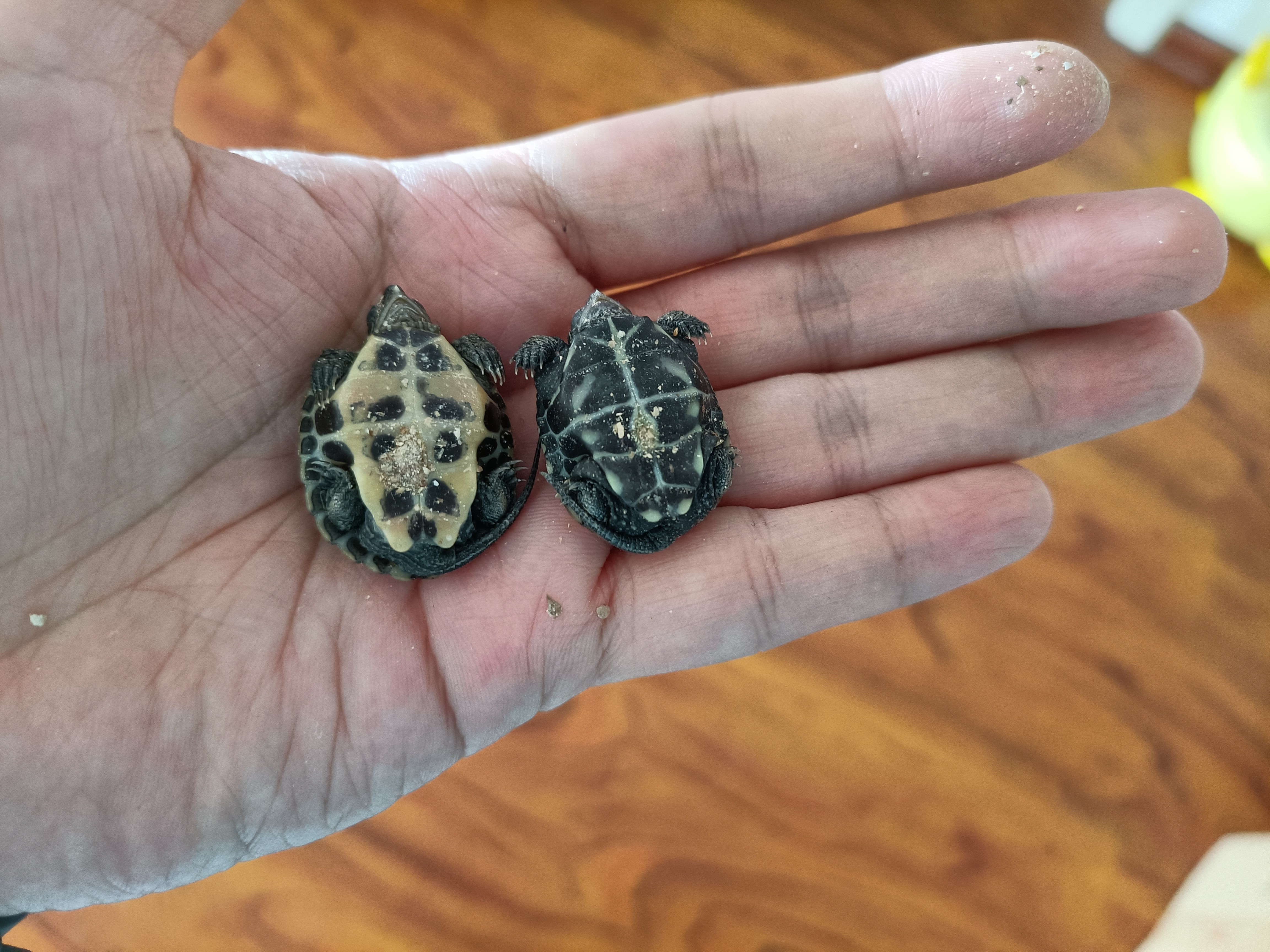 从乌龟下蛋到孵出小乌龟全过程,蛋龟刚出壳的龟苗怎么养