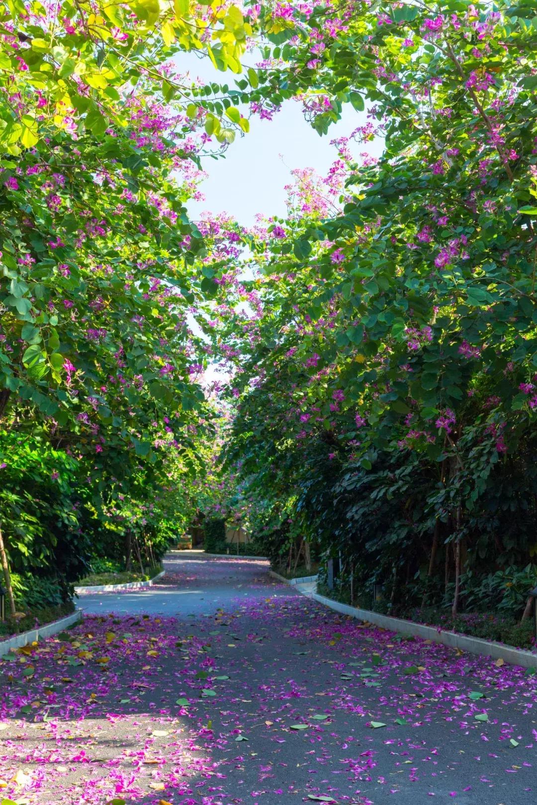 三亚轻奢度假酒店,三亚十大最豪华的度假别墅