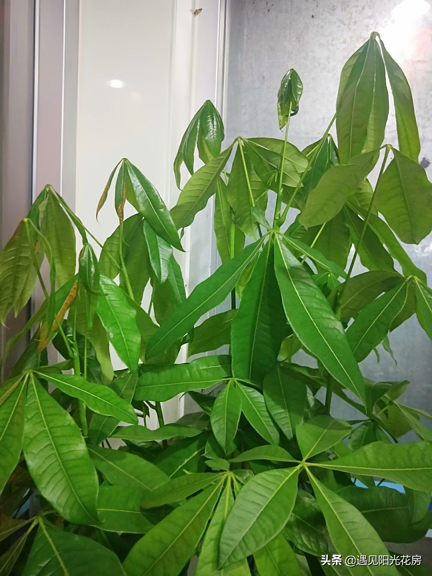 发财树叶子变黄下垂是怎么回事,发财树为什么会下垂