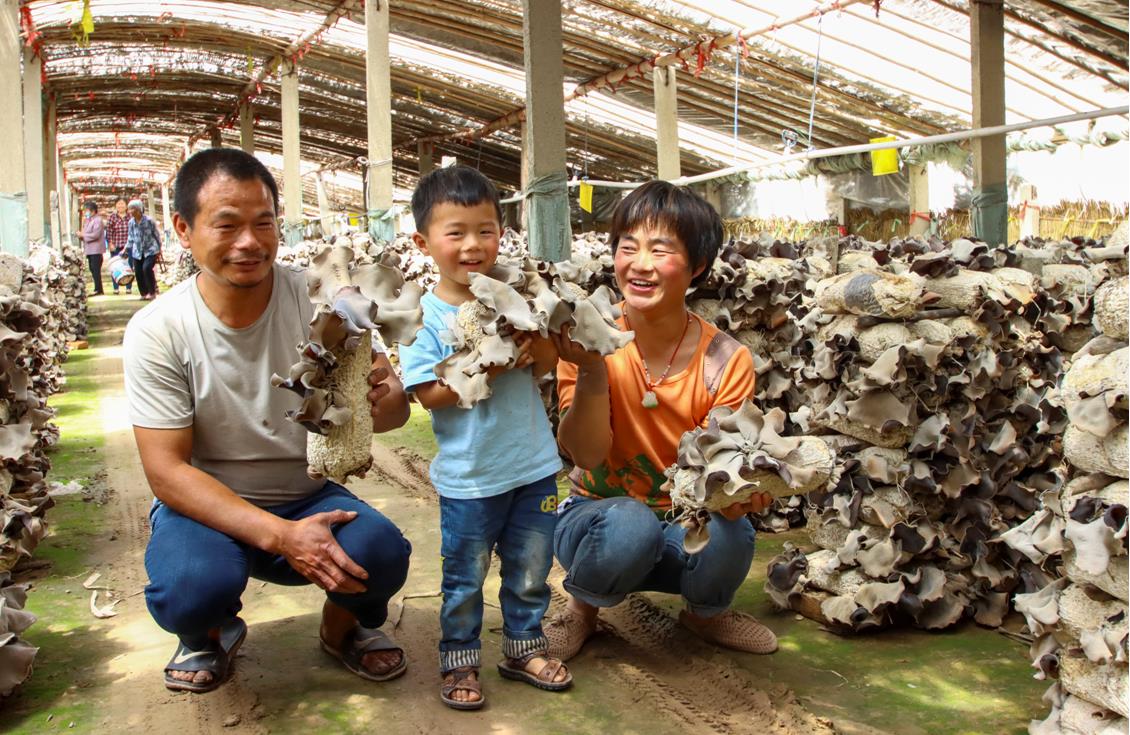 打造黑木耳种植产业促进乡村振兴,丰县乡村振兴规划